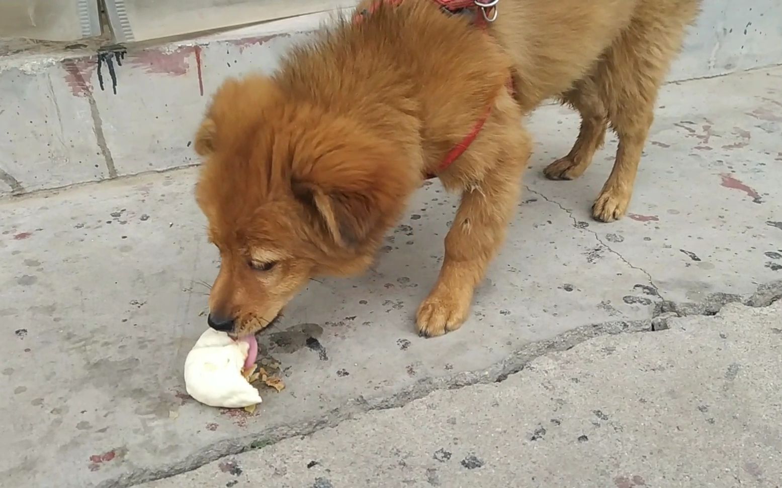 看到中华田园犬小黄最近变瘦了给他买个大肉包子吃