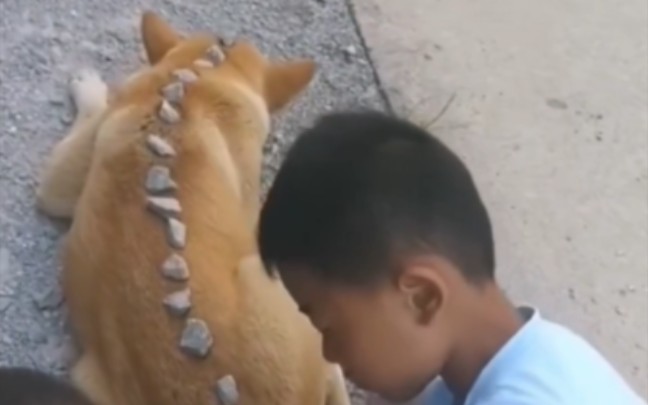 [图]“没有田园犬的童年是不完整的。”