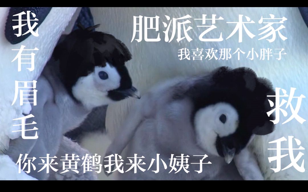 尚九熙周九良沙雕配音-两只小企鹅决定唱黄鹤楼