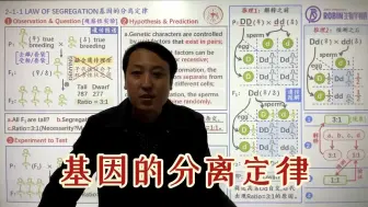 Descargar video: 032基因的分离定律：①观察性实验；②验证性实验；③人工杂交；④假说演绎法；