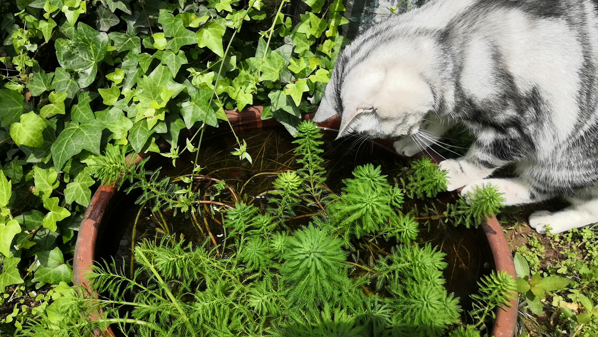 qq空间小猫抓鱼辅助的简单介绍