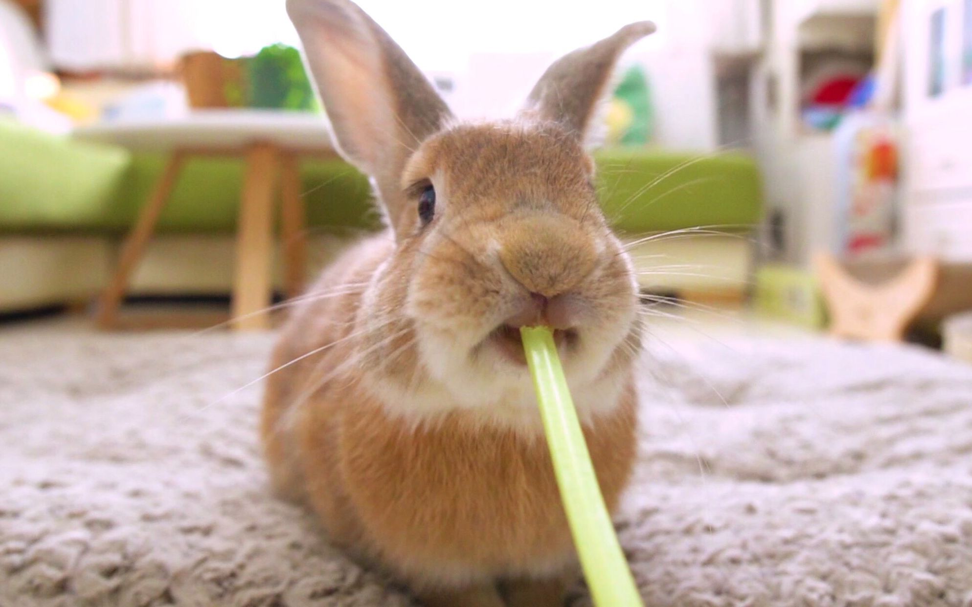 超萌的兔子吃播!这清脆的咀嚼声太令人愉悦了!