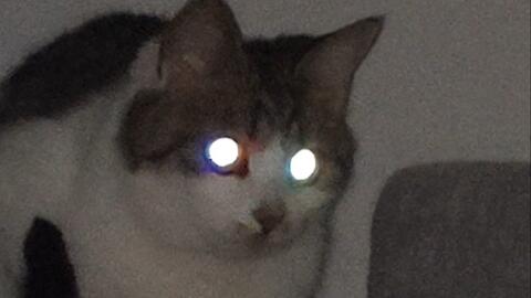 一只猫瞳孔居然能反这么多种颜色 哔哩哔哩