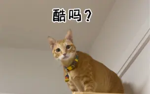 Descargar video: 你家猫有没有解便嗨？？？