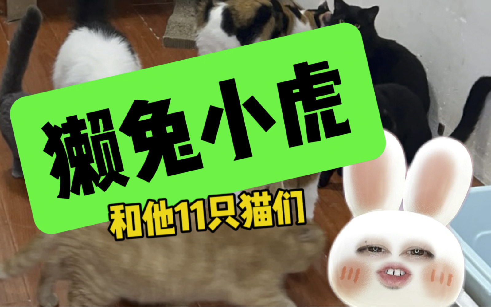 獭兔小虎和他的11只猫哔哩哔哩bilibili