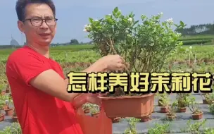 Descargar video: 教你怎样去养好茉莉花！