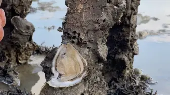 Скачать видео: 于勒叔叔开的生蚝