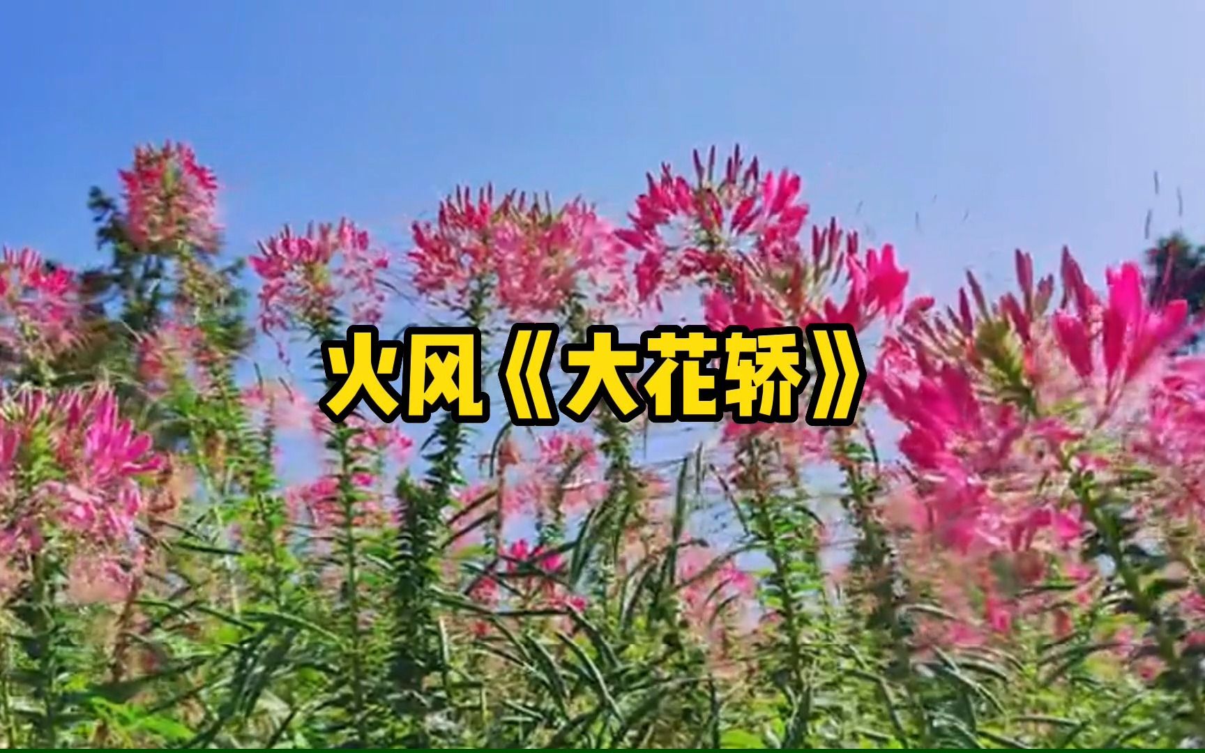 [图]【无损音质】火风《大花轿》太阳出来我爬山坡