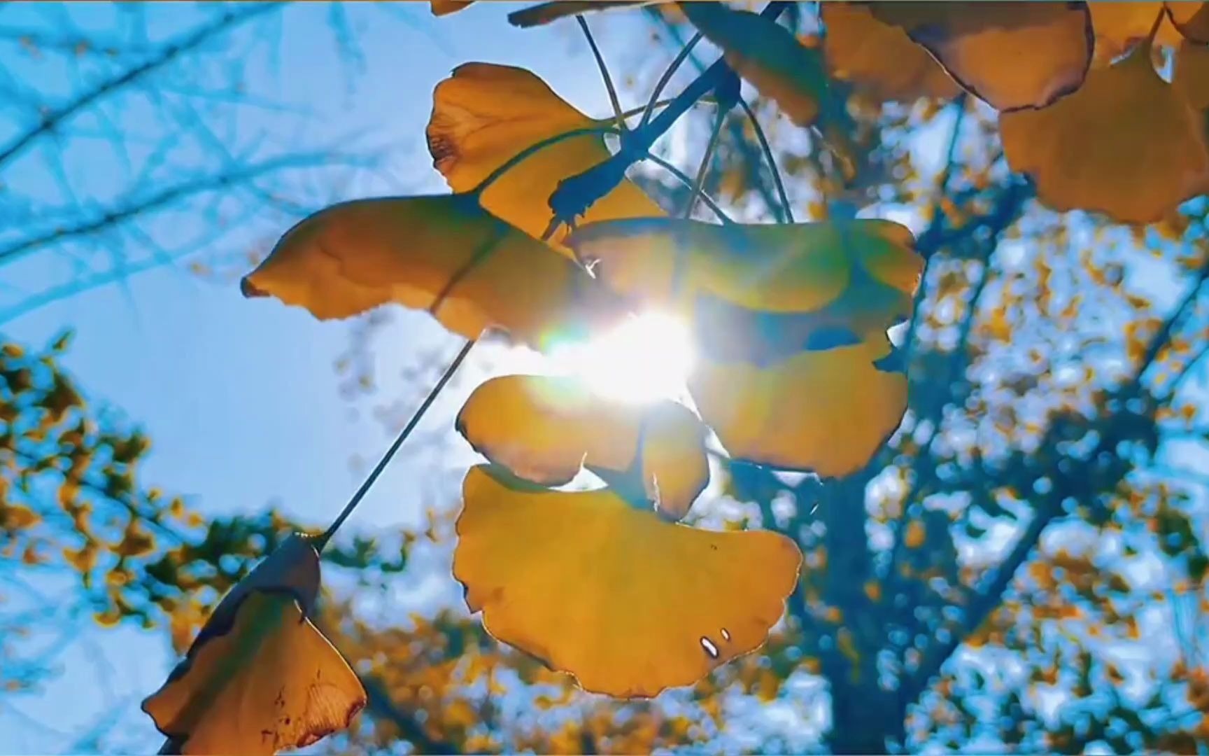 【拍摄技巧】 教你用单调的固定镜头拍落叶也有推镜运镜效果
