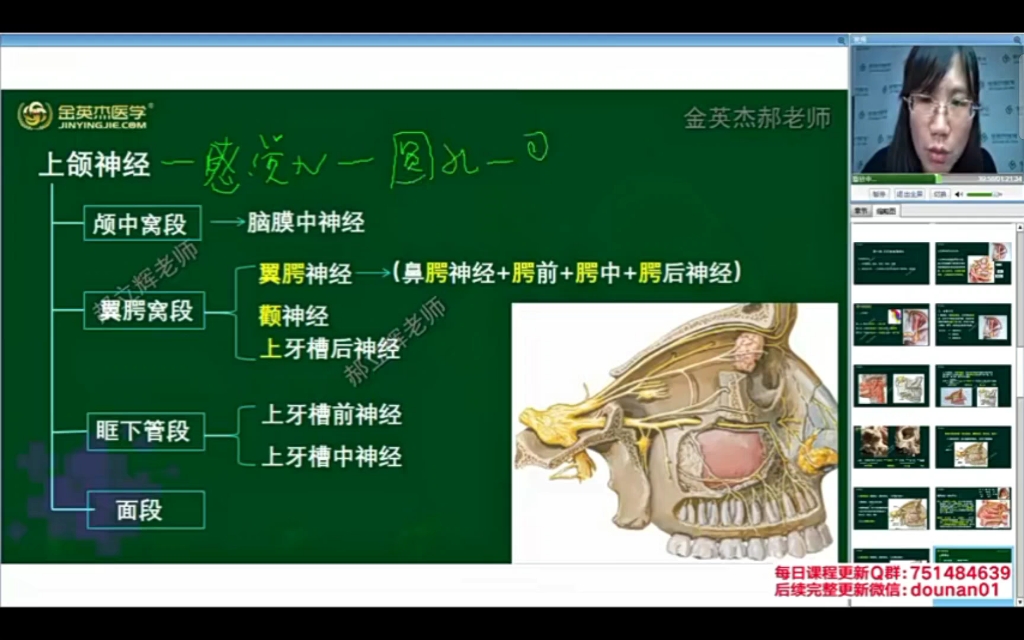 口腔解剖生理学,第四章,p152,上颌神经在口腔内的分布