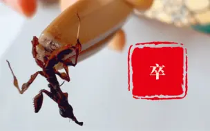 Tải video: 呃！错愕