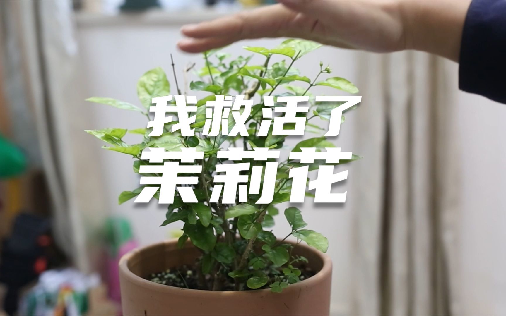 [图]茉莉花终于被我救活了，从光秃秃的枝干，到现在绿油油的一大片