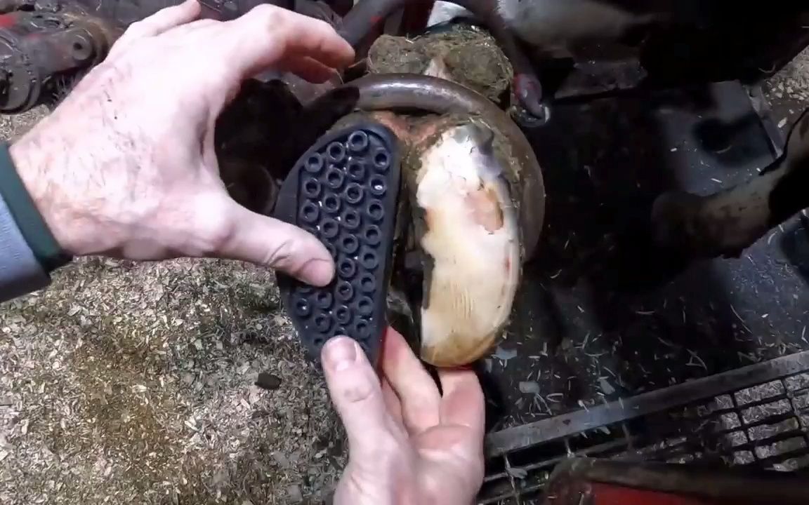 奶牛蹄子出现白线缺陷,经验老道的修蹄师傅随手便处理了_哔哩哔哩