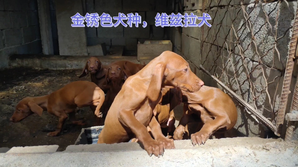 相貌和姿势高贵的维兹拉犬哔哩哔哩bilibili