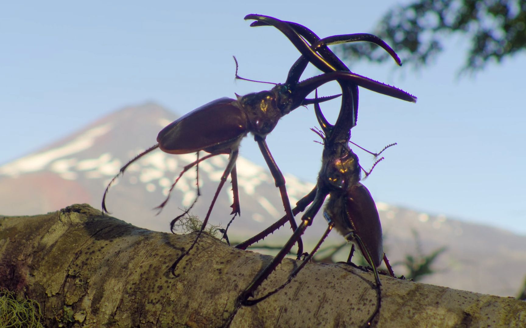 锹形虫为爱打架不惧生死南猊虽然食量不小但它是个植树达人