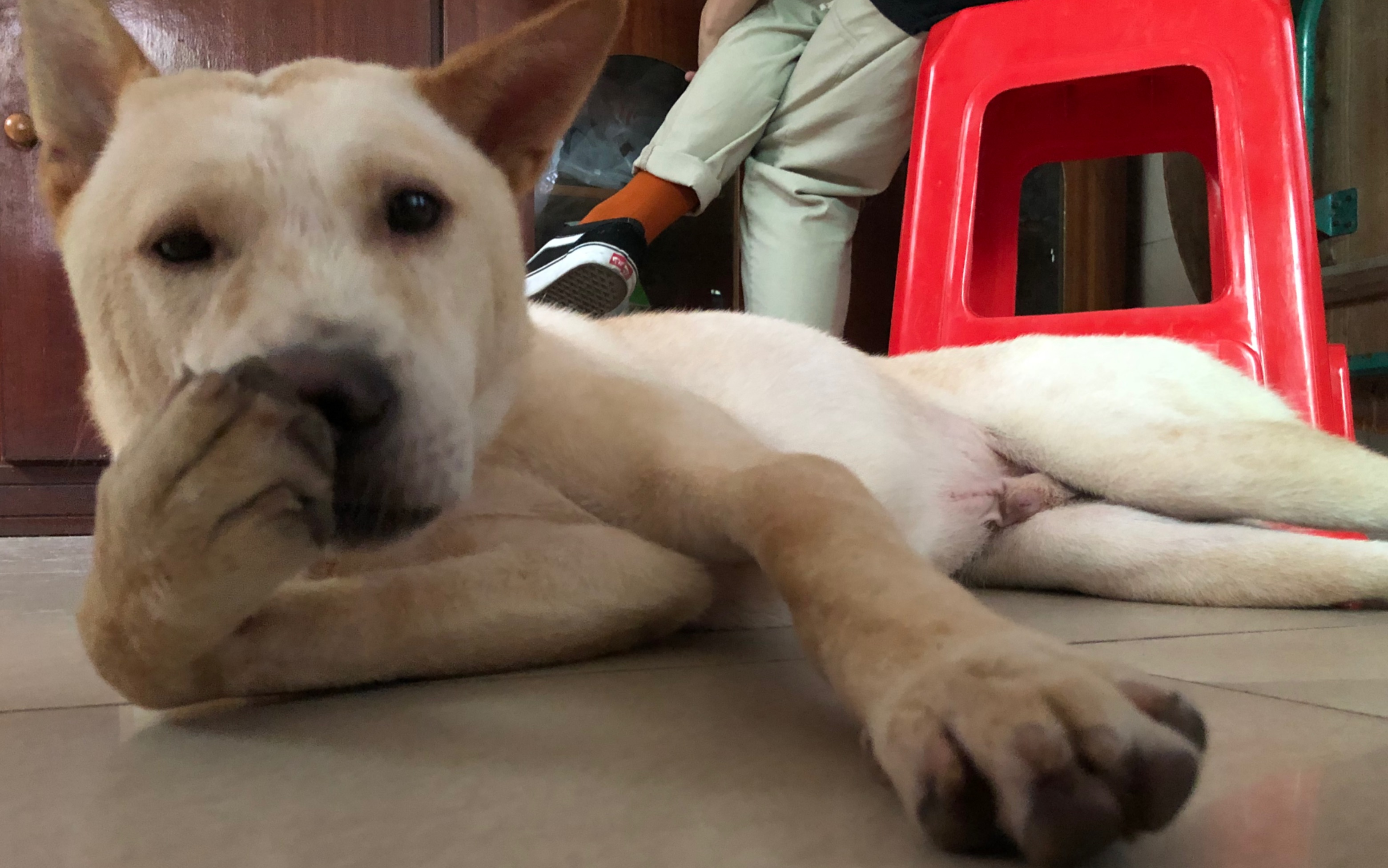 沙雕狗子藕霸之玩死昆虫