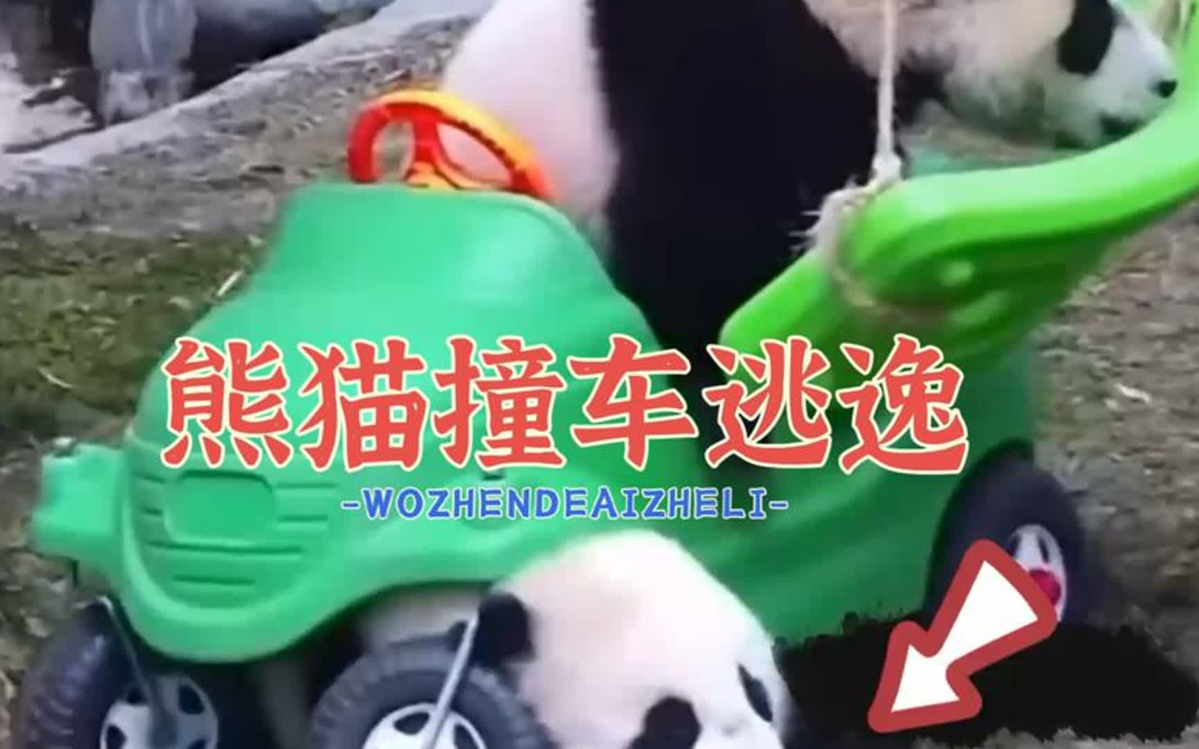 熊猫撞车逃逸却还动手打人,态度极其恶劣,结局大快人心#大熊猫哔哩哔哩bilibili