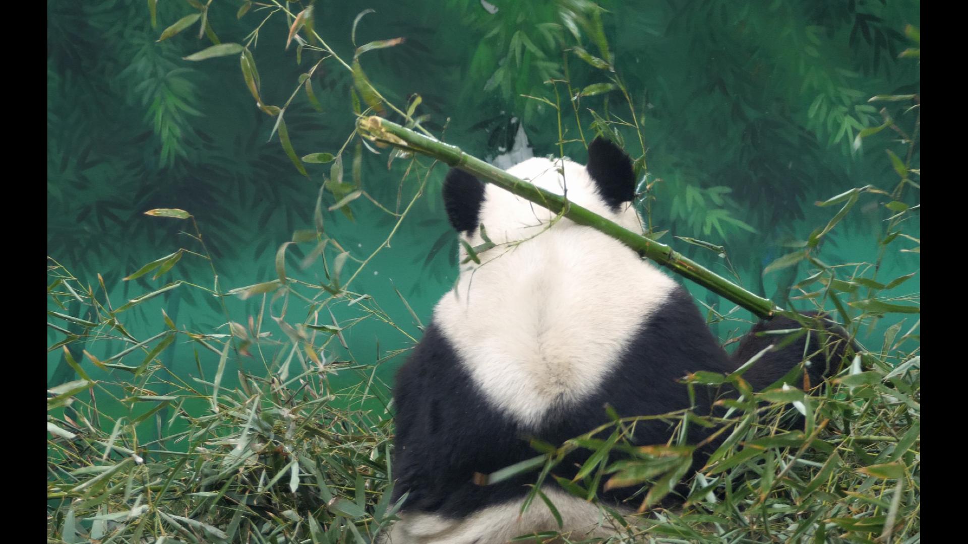 熊猫抽烟的背影图片图片