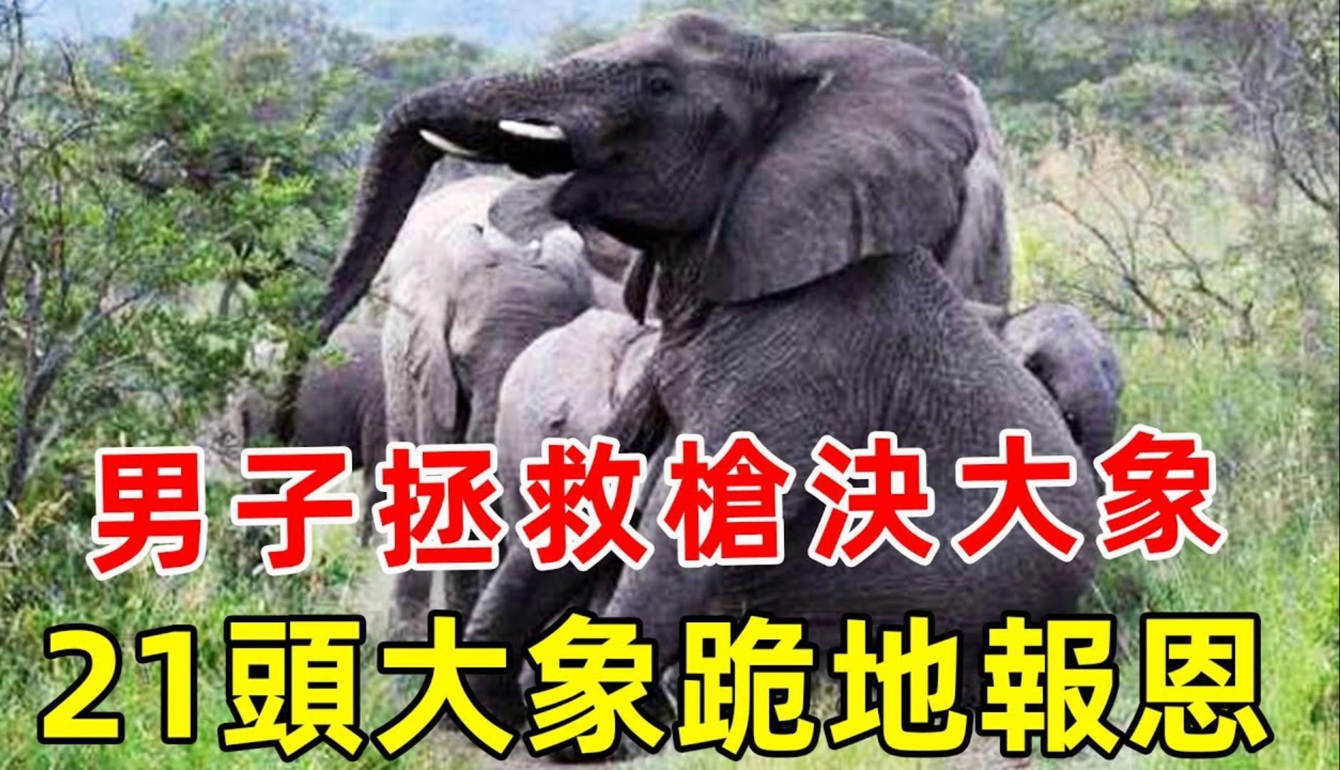 男子拯救枪决大象,21头大象跪地报恩