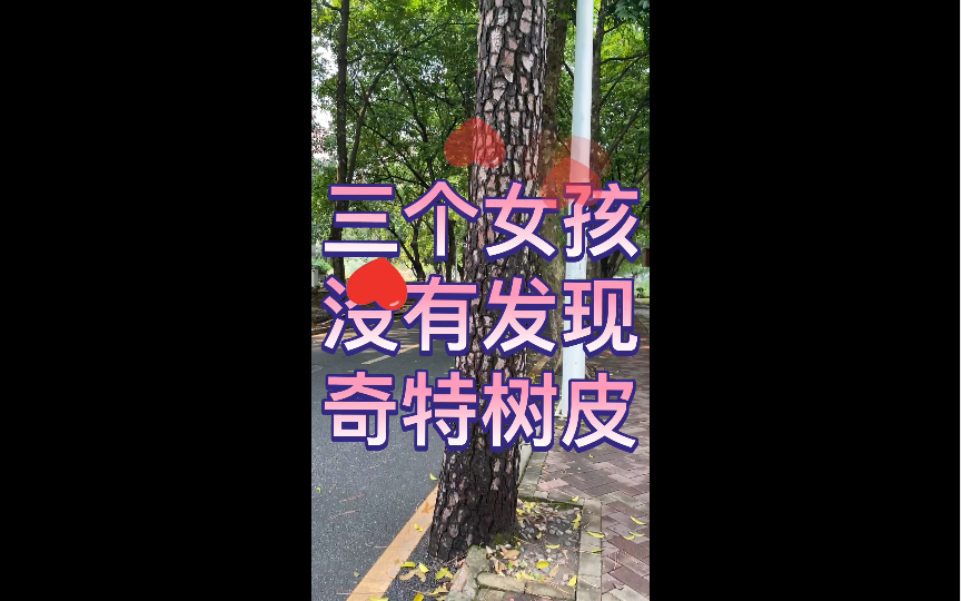 三个女孩树下走过没有发现树皮奇特哔哩哔哩bilibili