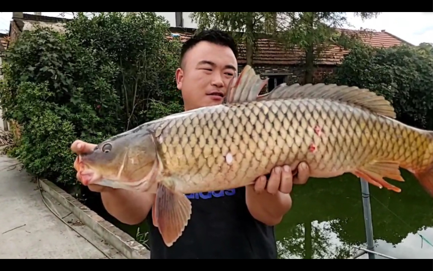 九斤大鲤鱼出手:这一波强行不亏