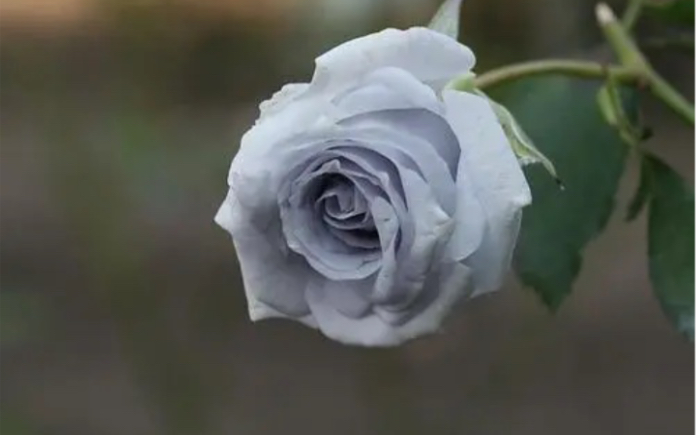 蓝色天堂月季开箱,我也是有灰蓝色月季的人了,嘻嘻,突然觉得自己好