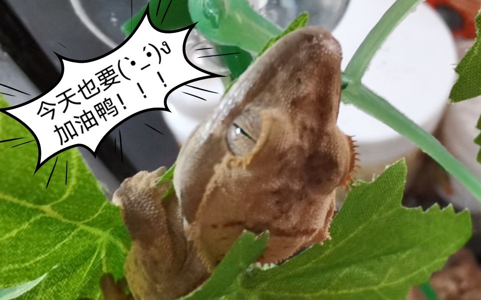 恐暴龙幼崽褪皮全程跟踪拍摄(上)