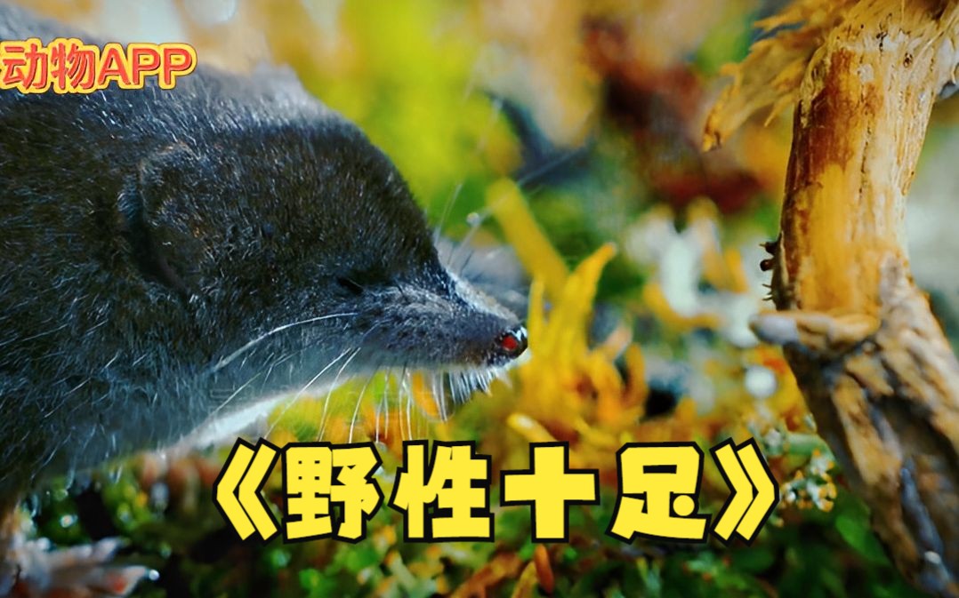 体重不足20克的水鼩鼱,成为湿地中的“猎豹”哔哩哔哩bilibili