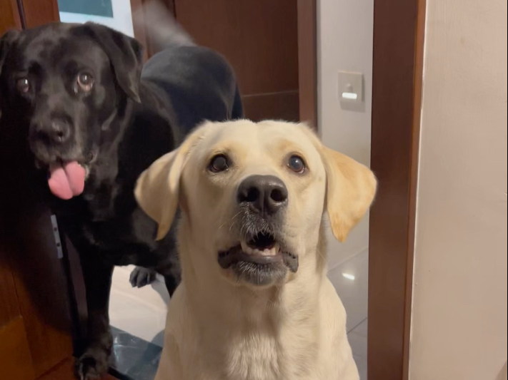 拉布拉多每日一餐.#穷鬼养狗 #一看就是干饭狗 #全网伙食最差的狗