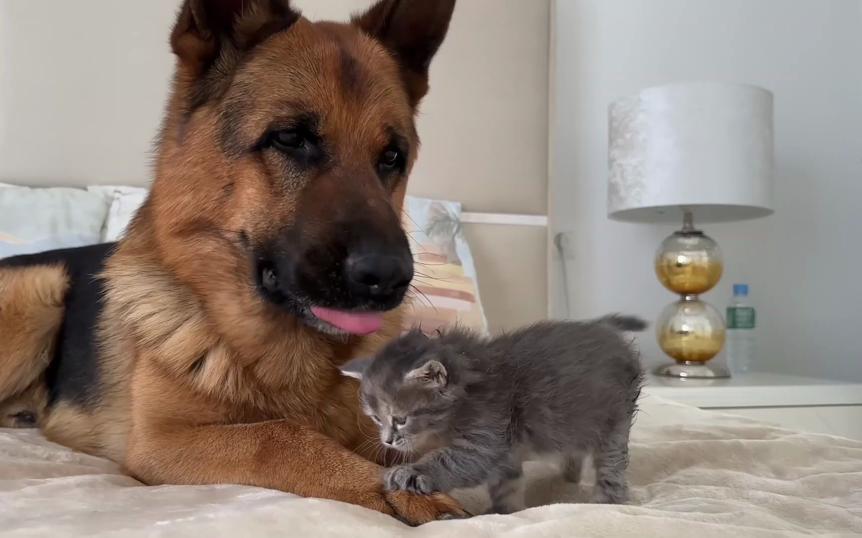 萌宠大联盟!德牧大哥与小奶猫甜蜜互动,惊呆你的眼球!