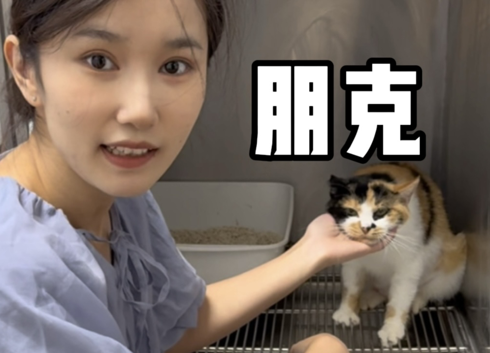 小花猫朋克的故事哔哩哔哩bilibili