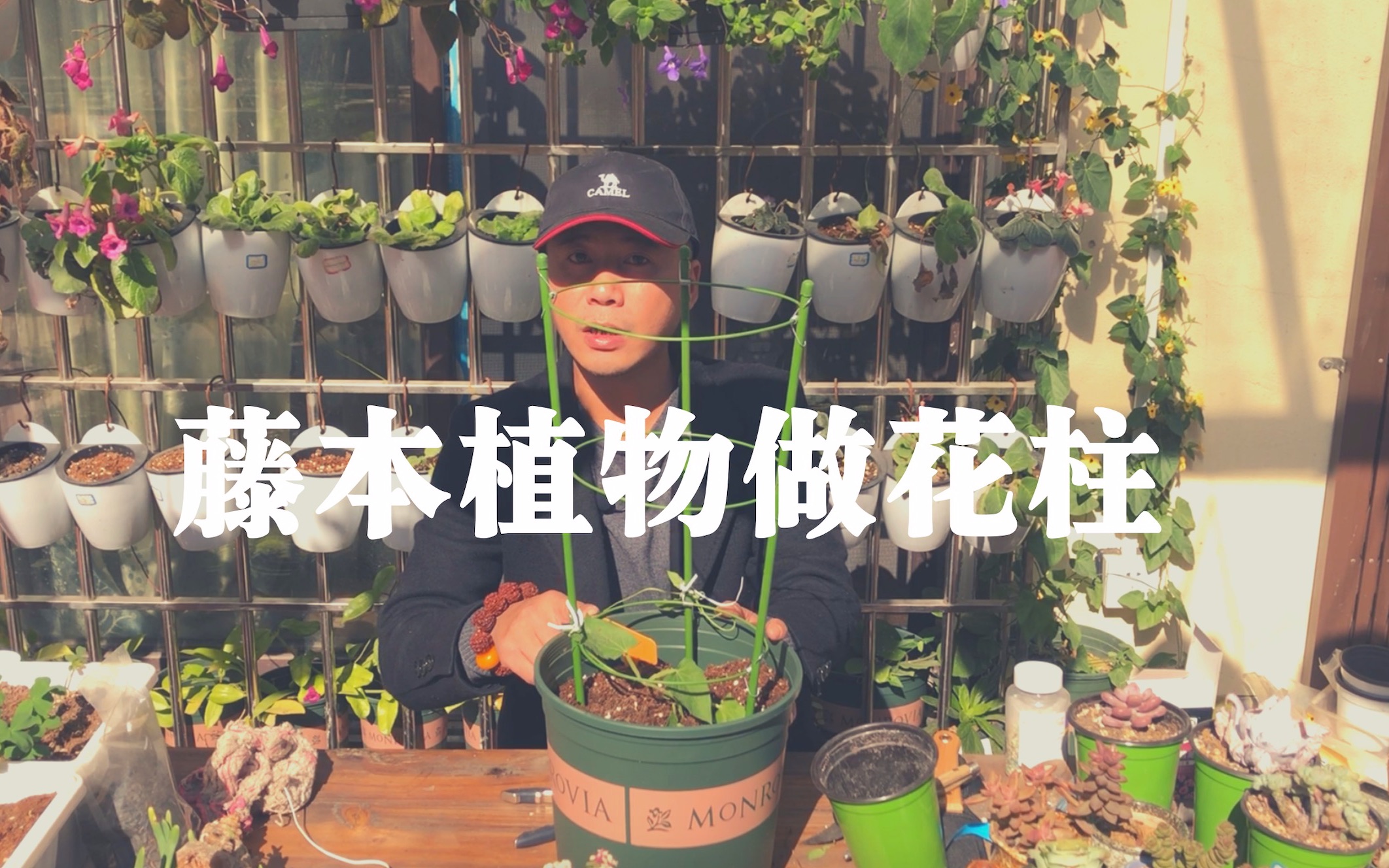 藤本植物做花柱,一旦开花超震撼,花园瞬间变得立体感哔哩哔哩bilibili