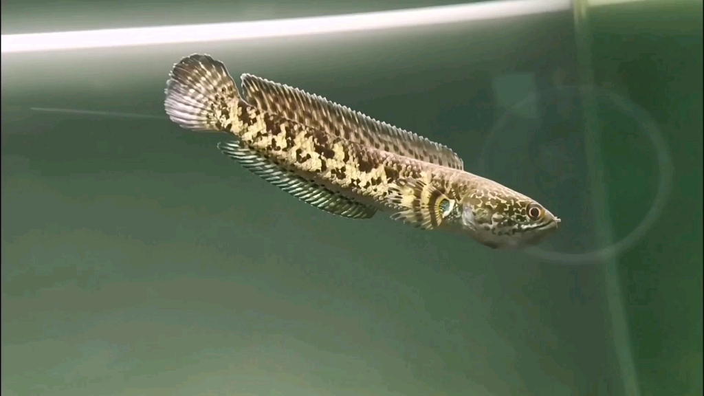 活动作品眼镜蛇雷龙鱼追手接食鼓腮样样精通