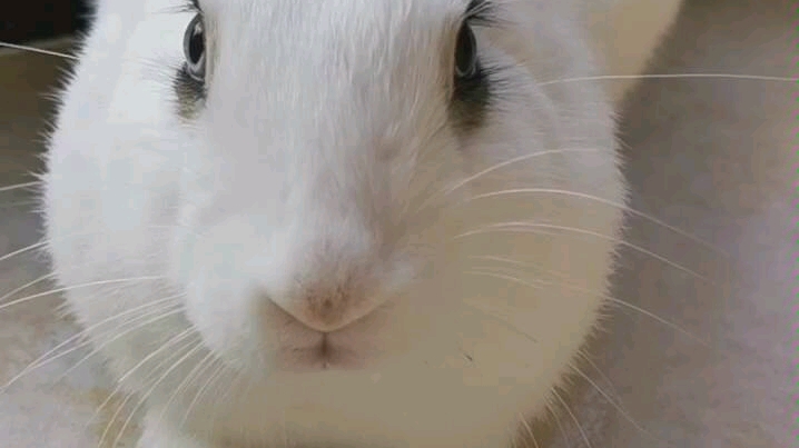 兔子是会发出声音的22秒是奶糖有脾气的声音表示不满的声音奶糖发出这