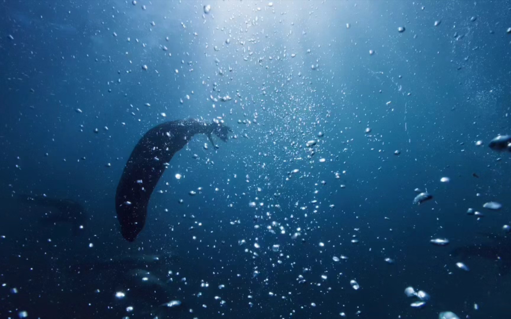 南非开普半岛海岸的非洲毛皮海狮