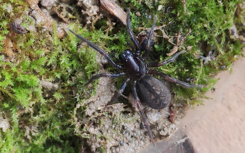 【俗称捕鱼蛛】狡蛛捕食活虾 全过程