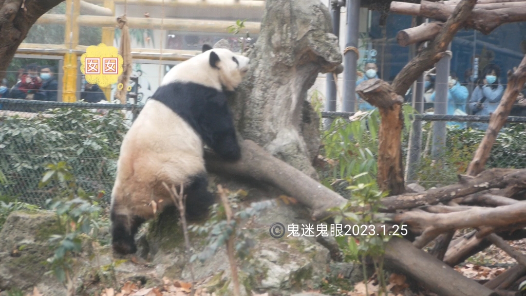 【大熊猫囡囡】囡囡记忆力超好,最近经常在大树下加餐,没想到只吃到两根甘蔗和胡萝卜,她不敢相信,就扒着大树假山到处找,最后噔噔噔跑回去问奶...