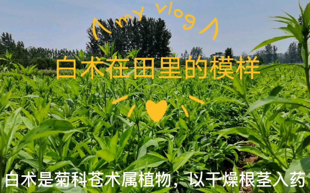 白术的植物长什么样子?认识一下哔哩哔哩bilibili