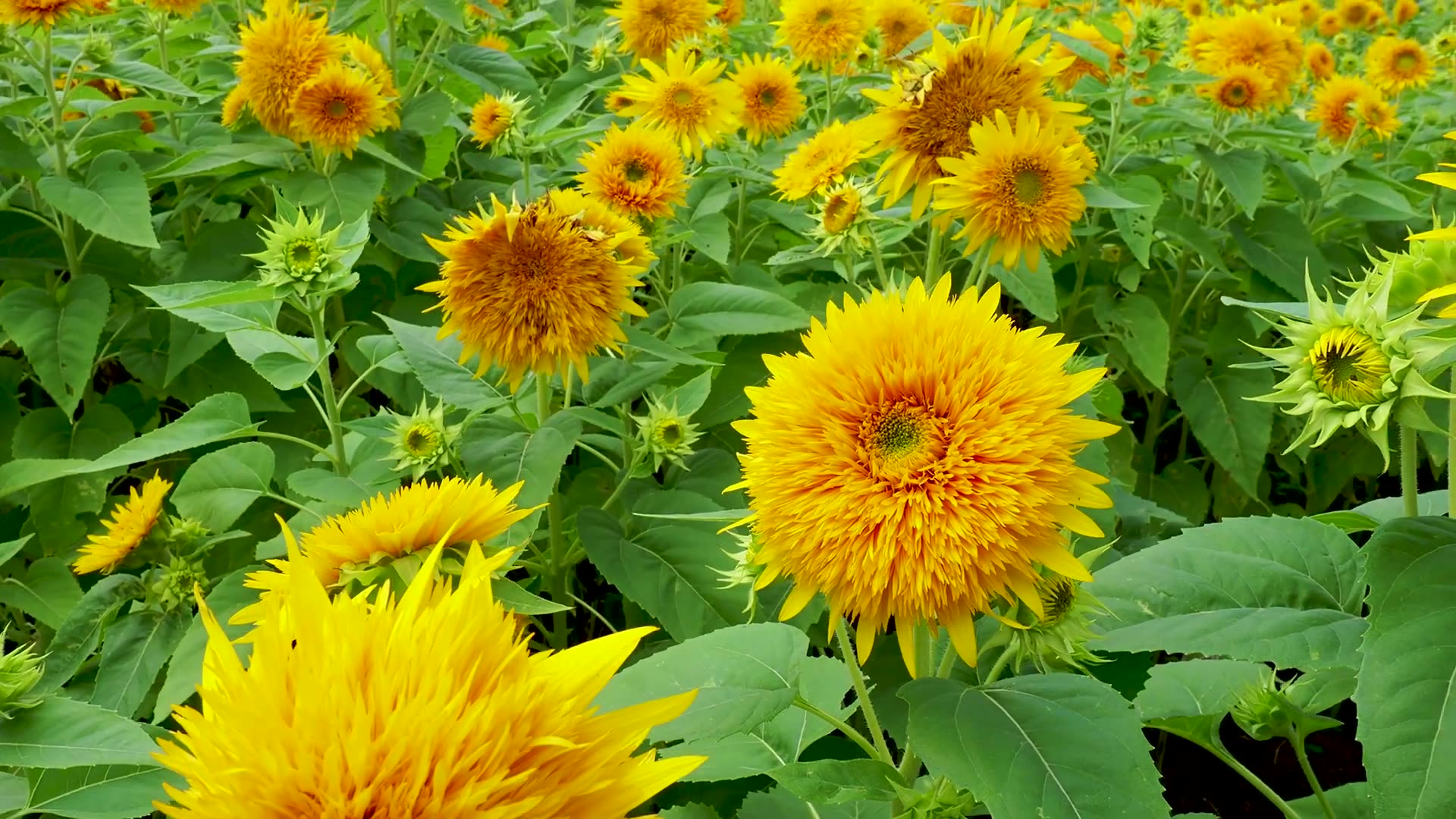 超清日本第一视角夏末稻田的向日葵20198