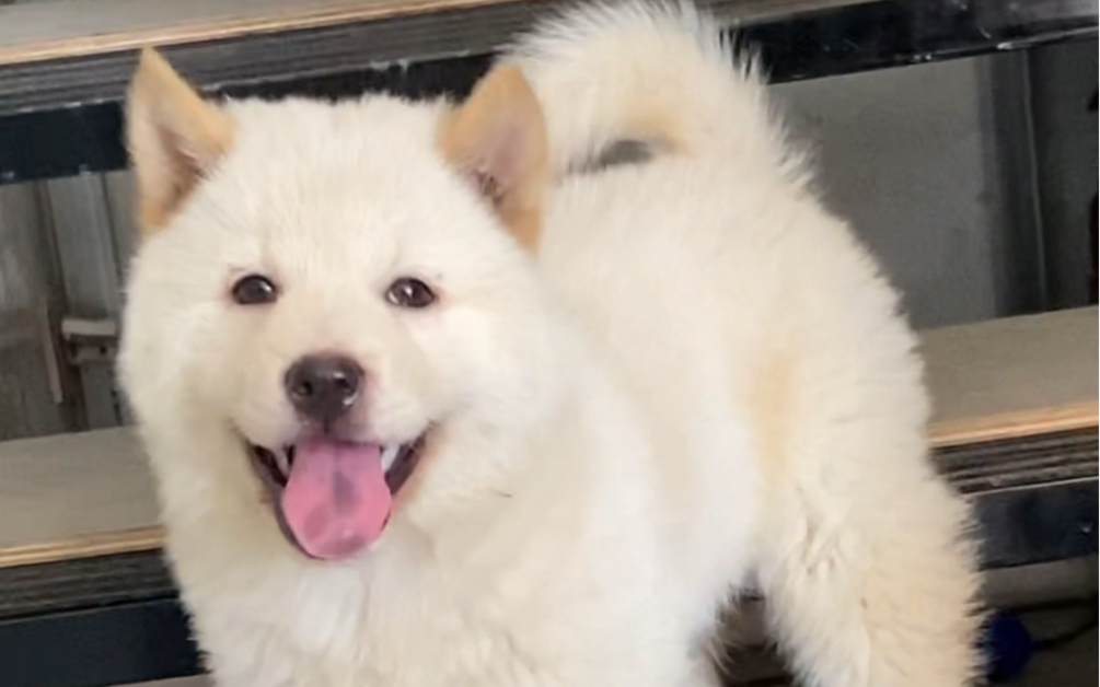 来,看看广西白土松,小何专门给粉丝寻犬,寻好拍摄各种互动视频,附带打