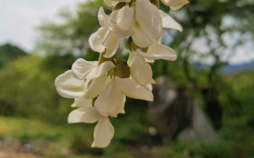 [图]洋槐花…儿时的春日味道