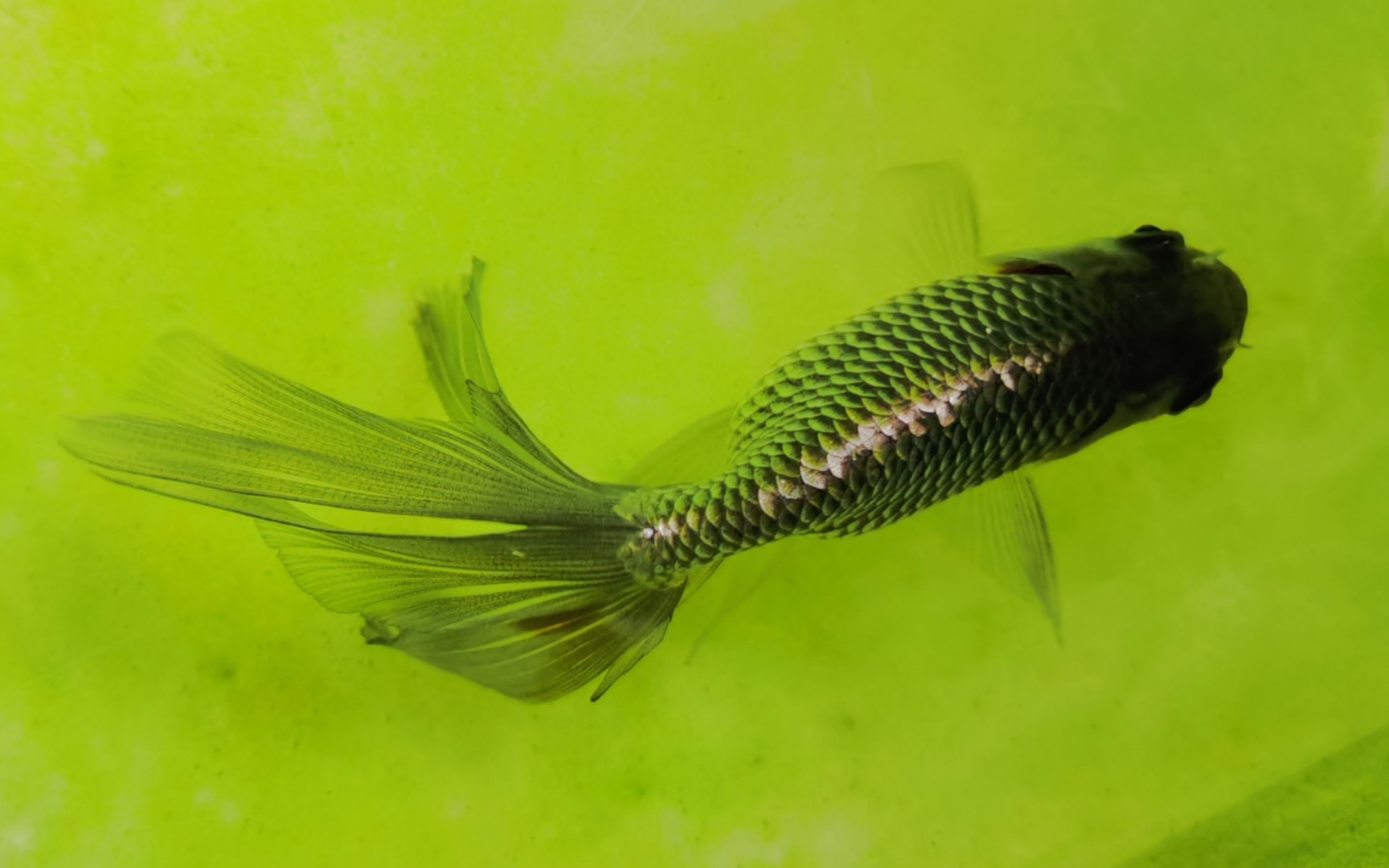 【中国传统金鱼之蓝丹凤】