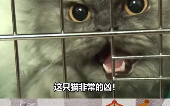 [图]神经猫发疯袭击主人，主人却不离不弃给猫治疗。