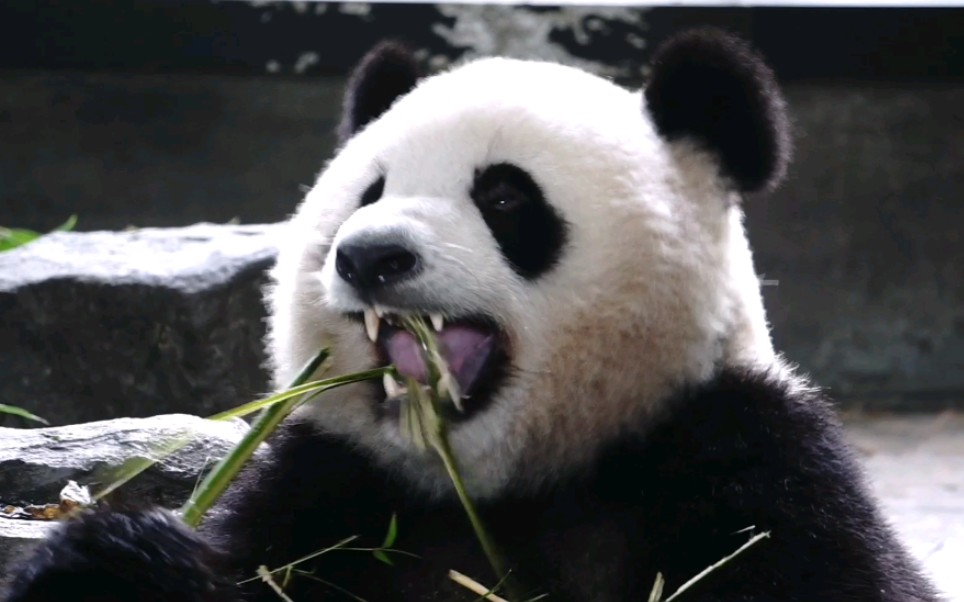 活动  【大熊猫雪宝】大头宝吃嘛嘛香