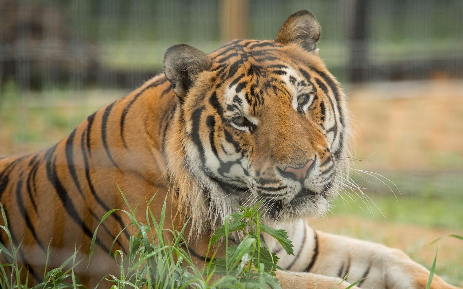 狮子夫妇和雄虎关在一起 雄狮警戒性很高啊 怕被挖墙脚