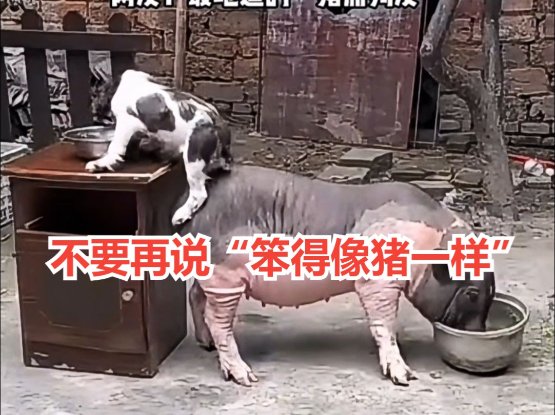 不要再说"笨得像猪一样",这只猪智商不低 情商也在线.