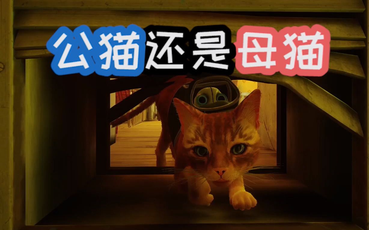 [图]好奇吗？迷失stray的主角究竟是公猫还是母猫