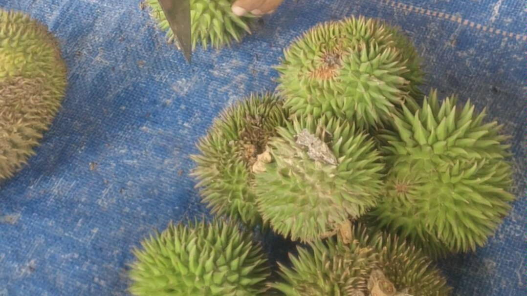 【野榴莲】马来西亚亚庇不上火的榴莲_哔哩哔哩 (゜-゜)つロ 干杯