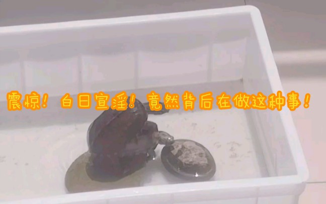 偷拍的,性感龟片,在线观看哔哩哔哩bilibili