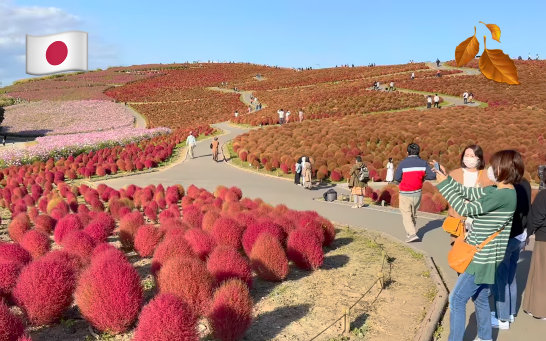 [图]【超清】秋季漫步游日本茨城县日立海滨公园｜必赏的花海绝景 拍摄日期：2022.10.28